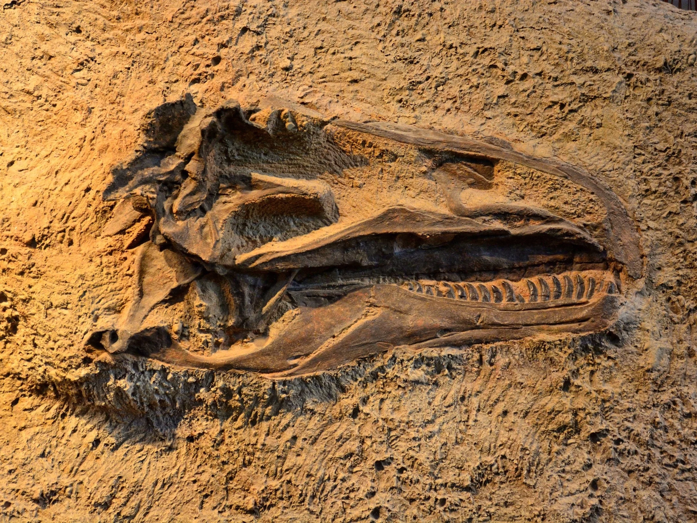 Skamieniałości dinozaura, zdjęcie ilustracyjne