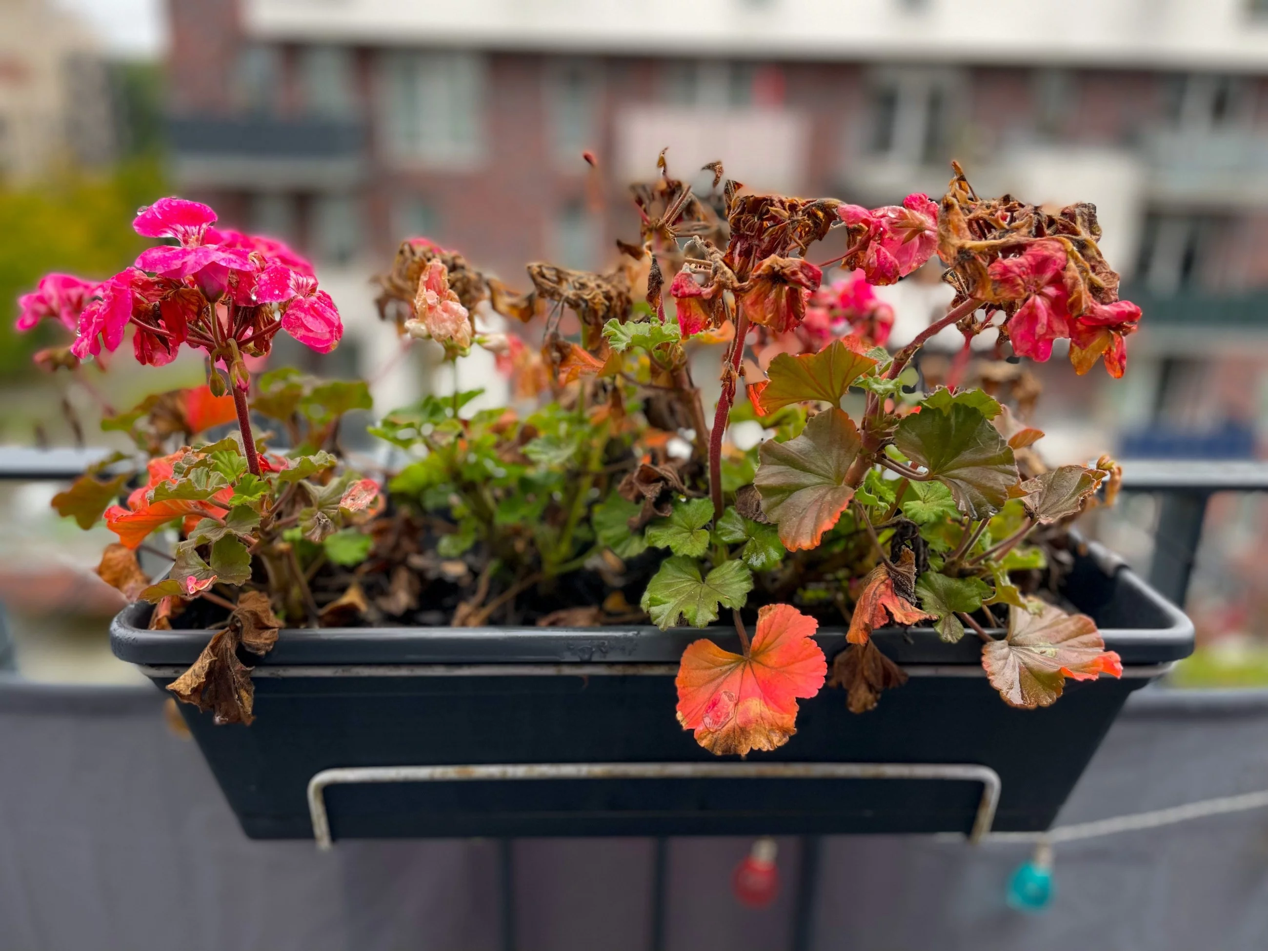 Zimowanie pelargonii w papierowych torebkach to sprytny sposób na bujne kwitnienie w kolejnym sezonie