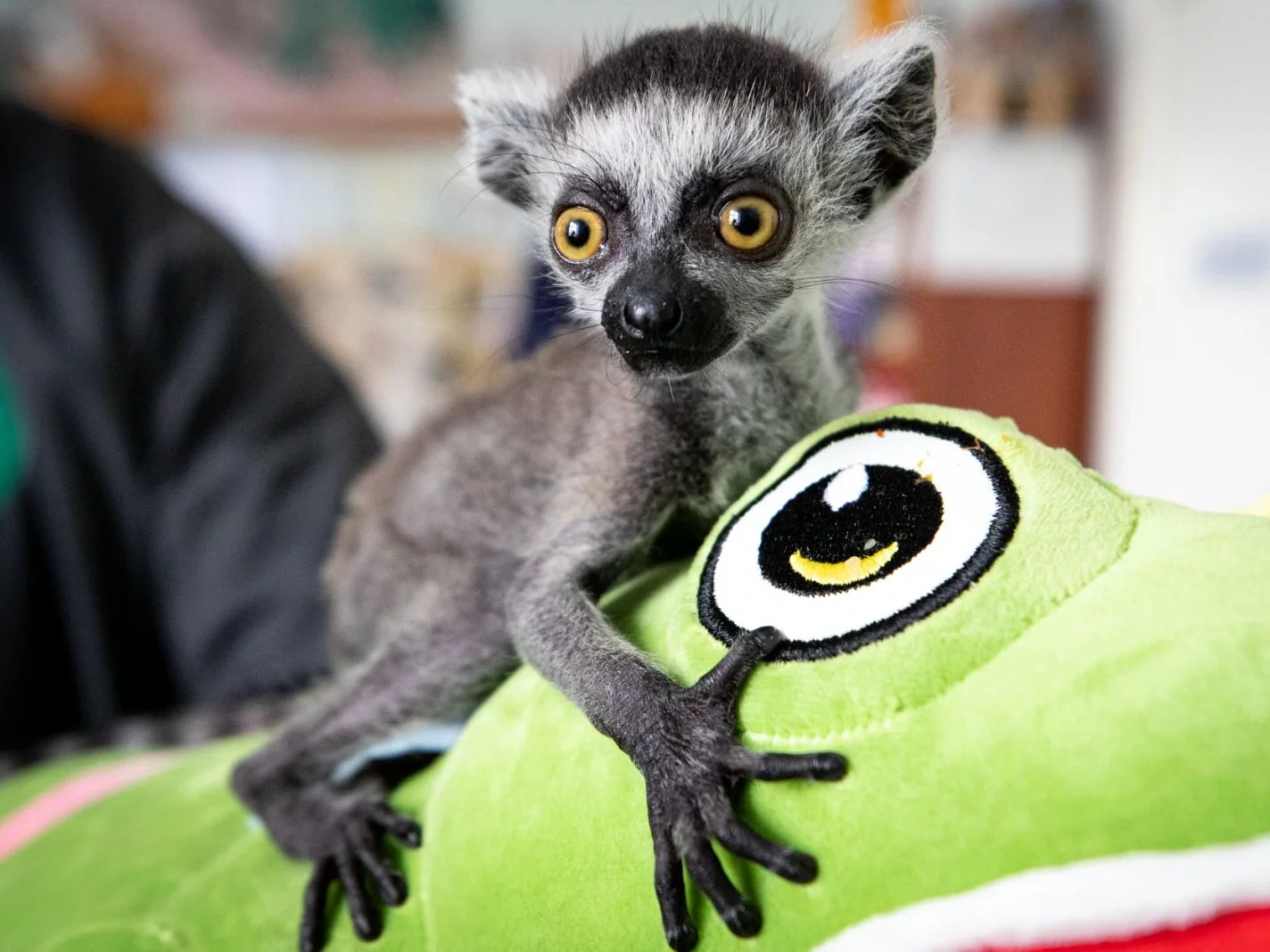 Lemur Bayraktar z kijowskiego zoo