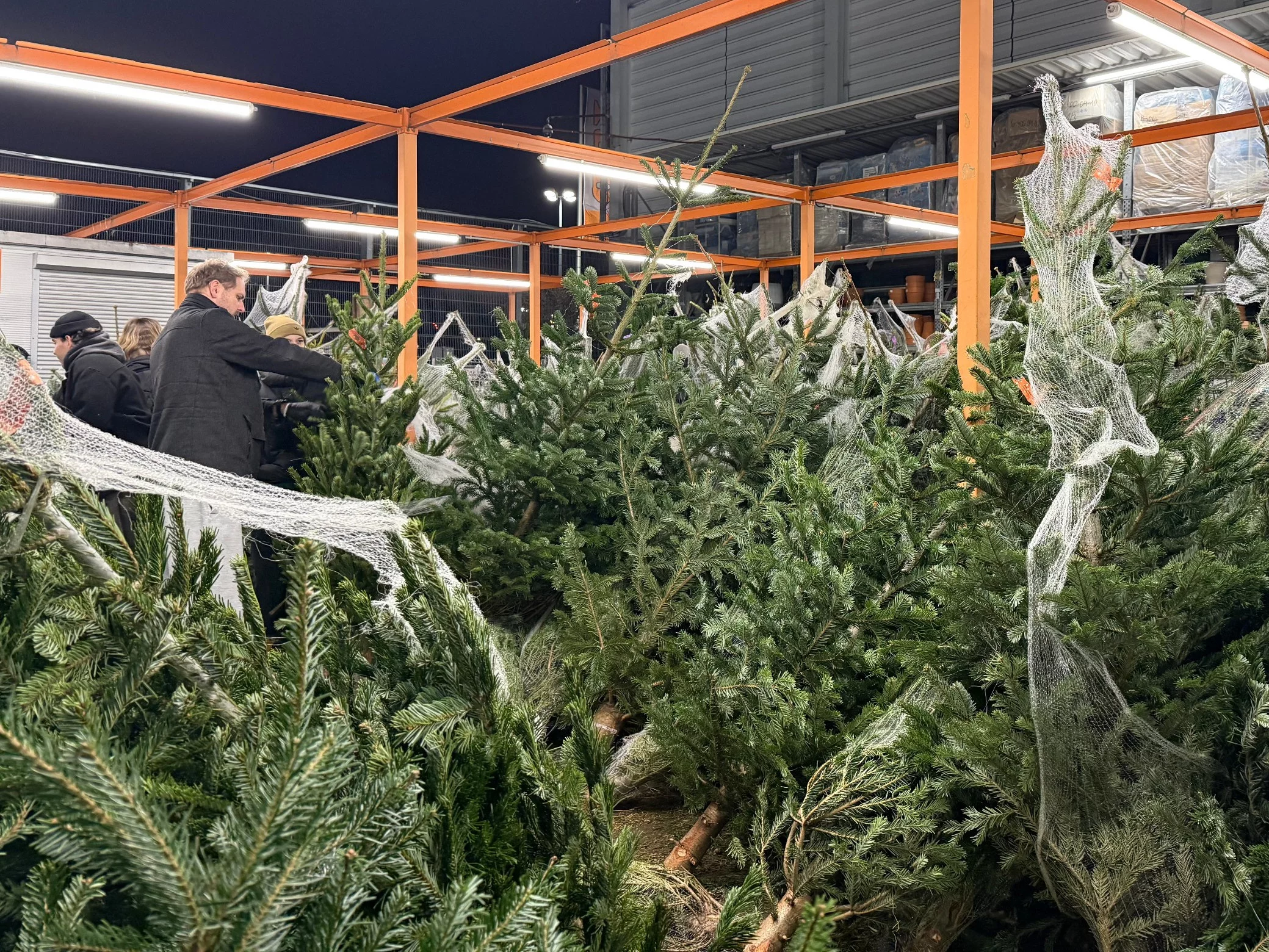 Sprzedaż choinek rozpoczęła się na dobre – eksperci podpowiadają, które drzewka są ekologiczne, trwałe i warte swojej ceny