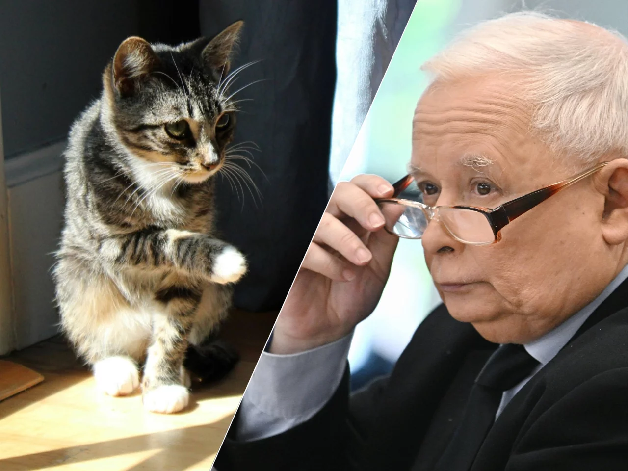 Kot, Jarosław Kaczyński