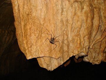 Jaskinia w Kostaryce/zdjęcie poglądowe