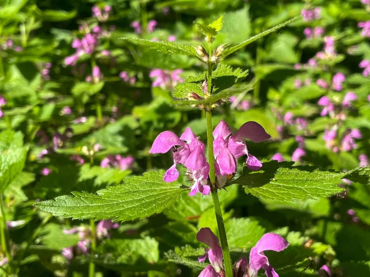 Jasnota purpurowa