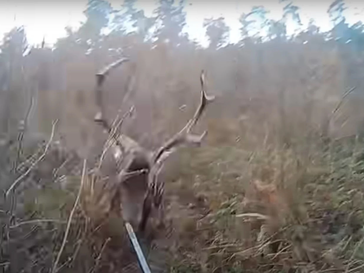 Jeleń staranował myśliwego