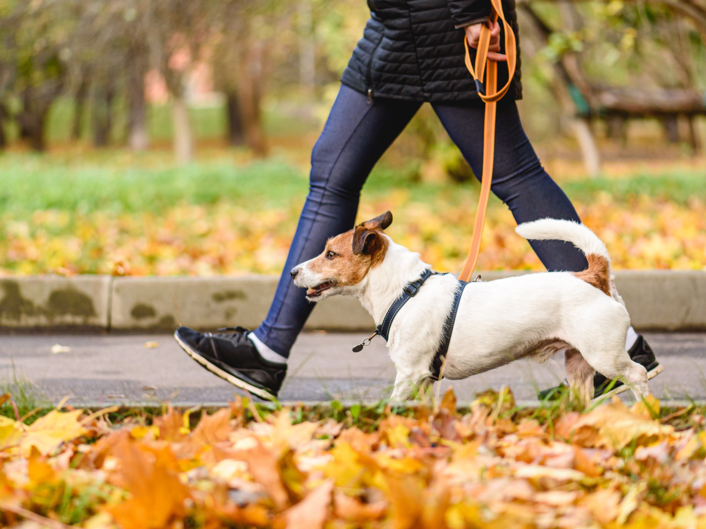 To powinien wiedzieć każdy opiekun psa. Ekspertka ma istotną radę