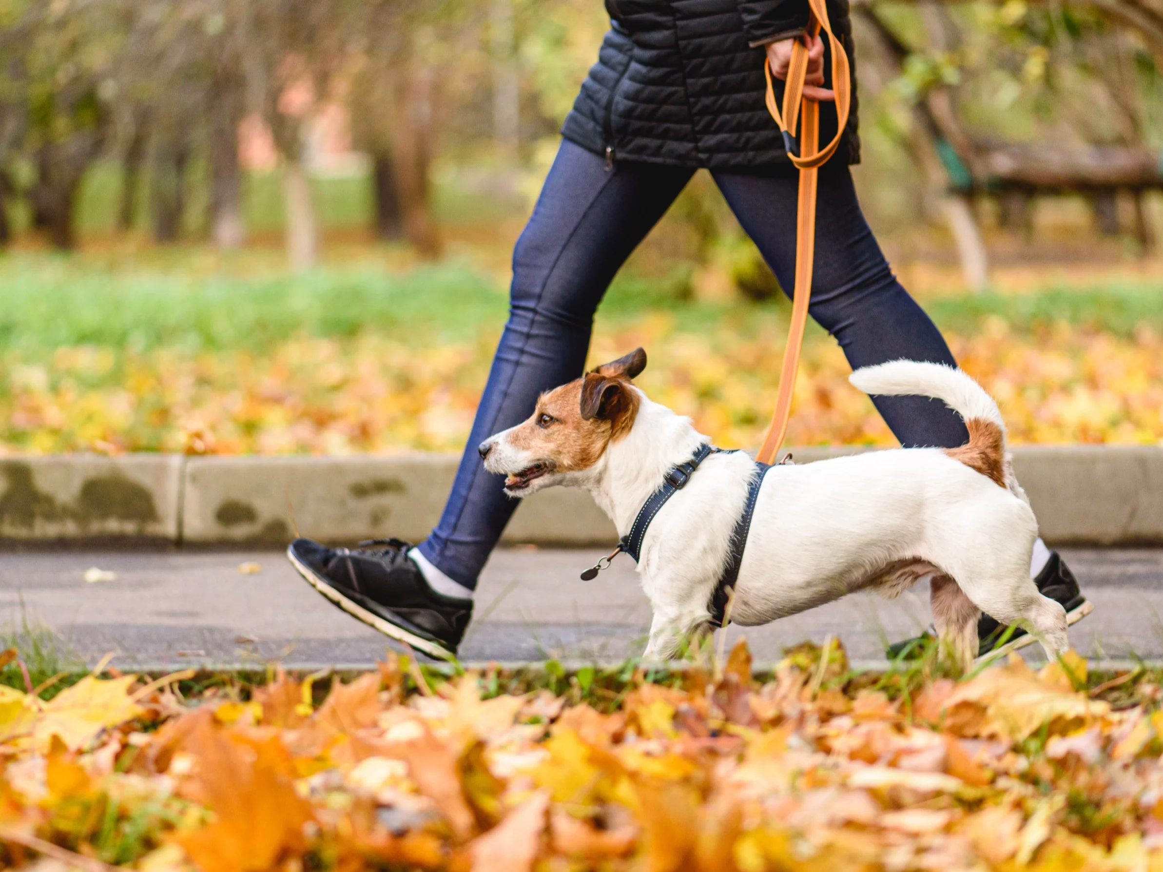 Jesienny spacer z psem