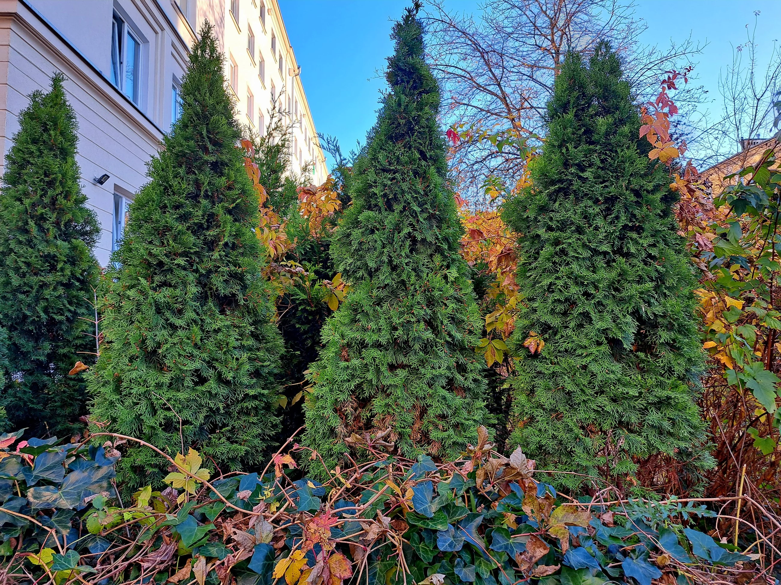 Pielęgnacja żywotników późną jesienią