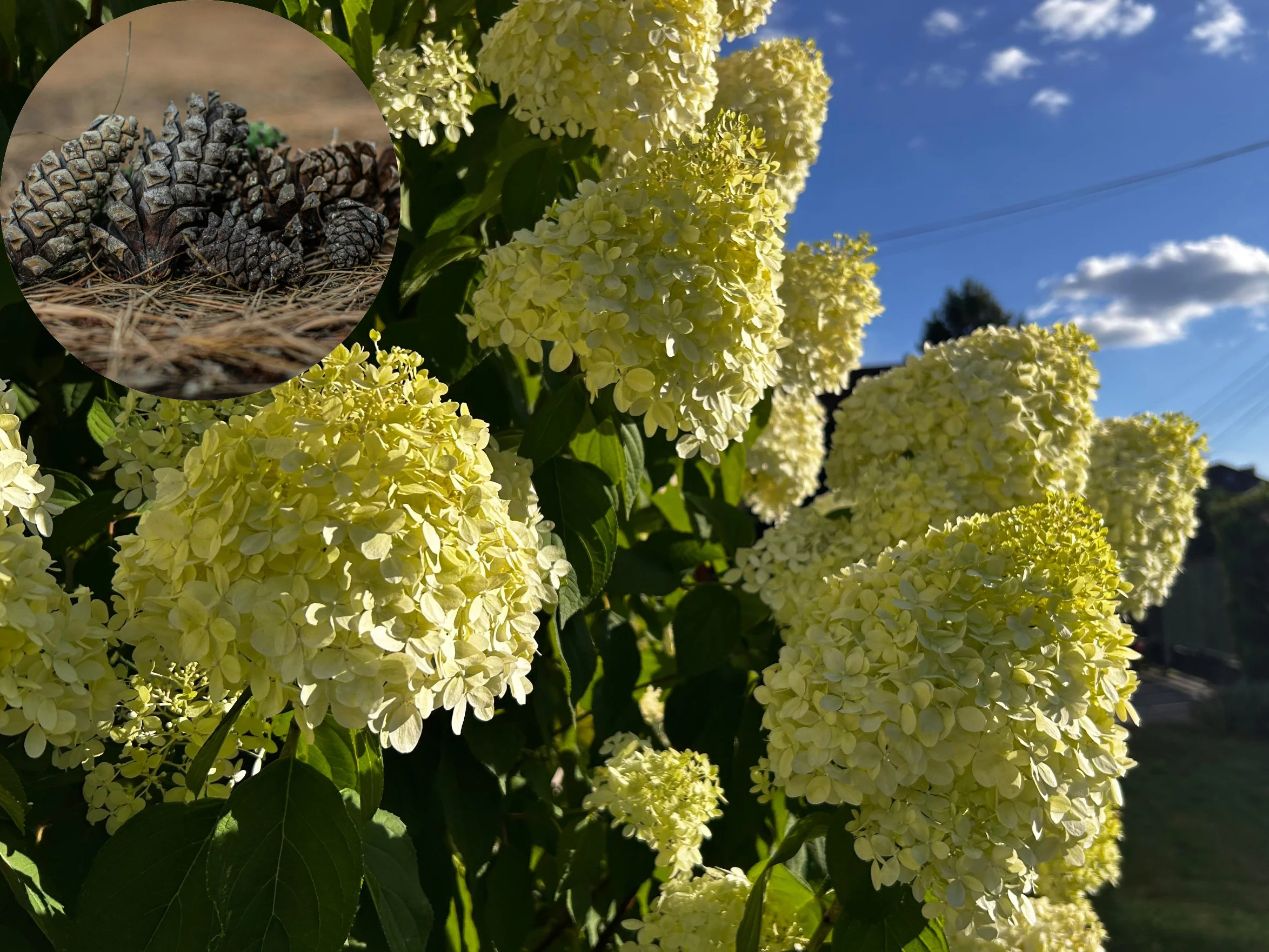 Najlepszy jesienny nawóz do hortensji