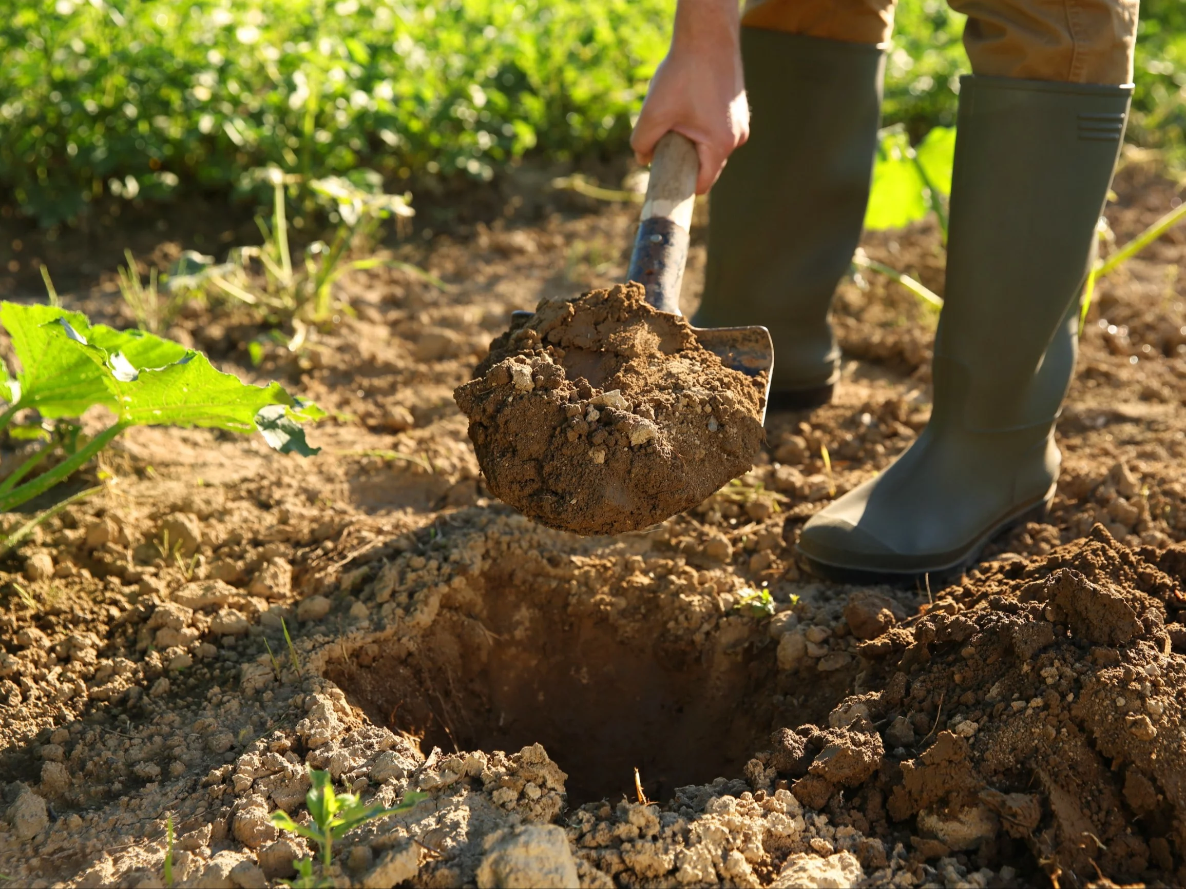 Po sezonie wzbogacaj glebę dobrze przekompostowanym obornikiem albo kompostem