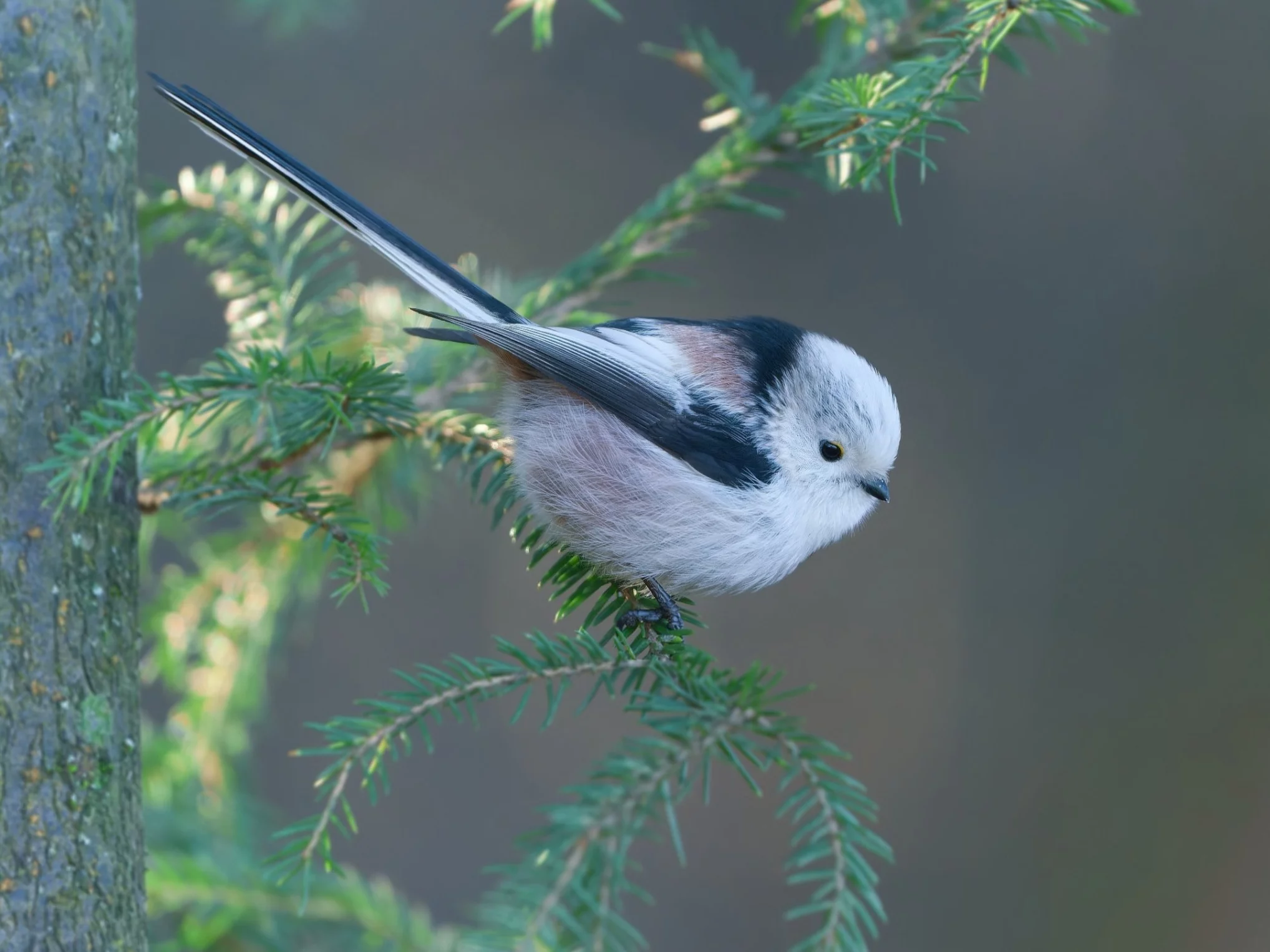 Raniuszek, zdjęcie ilustracyjne