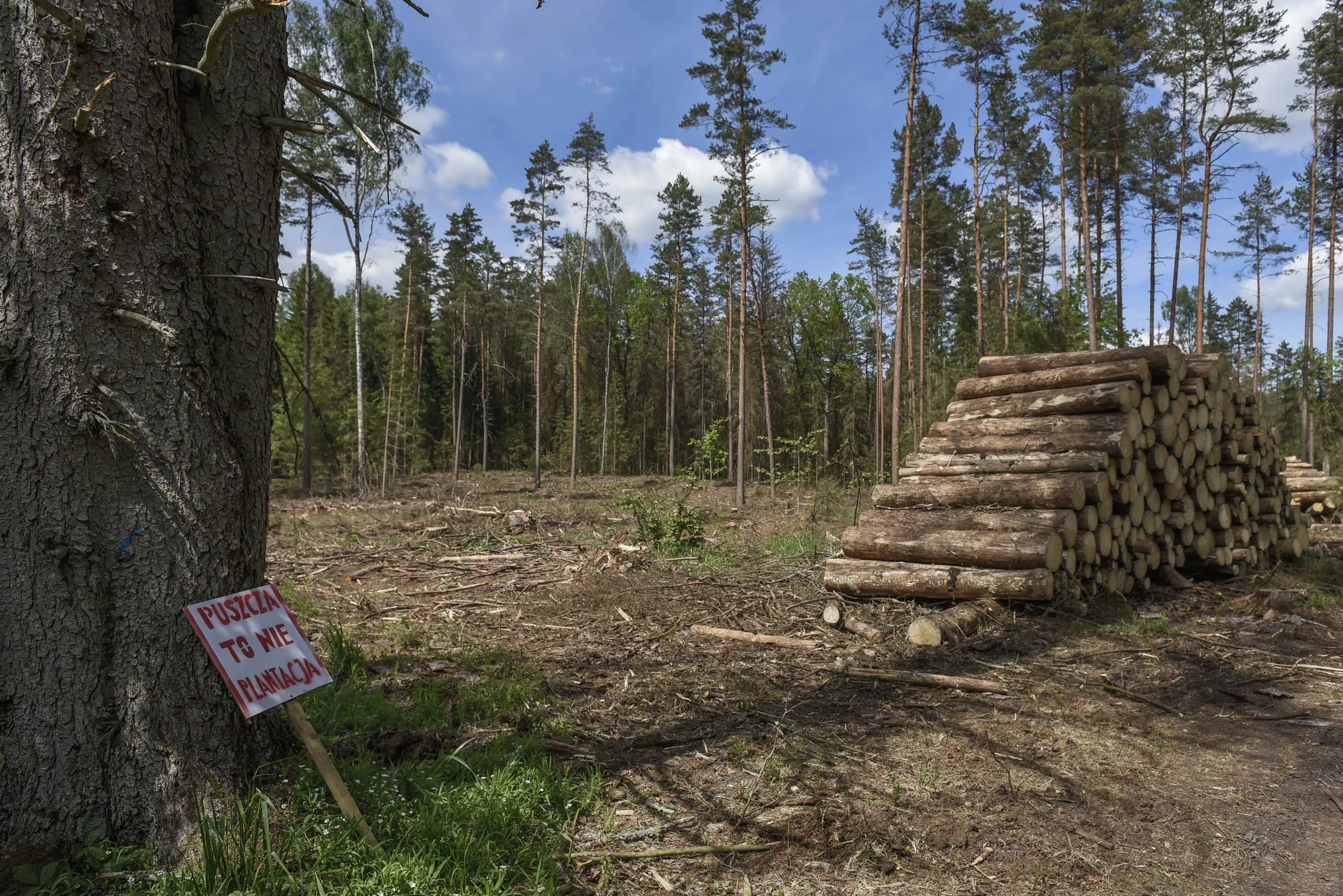 Wycinka na terenie Puszczy Białowieskiej