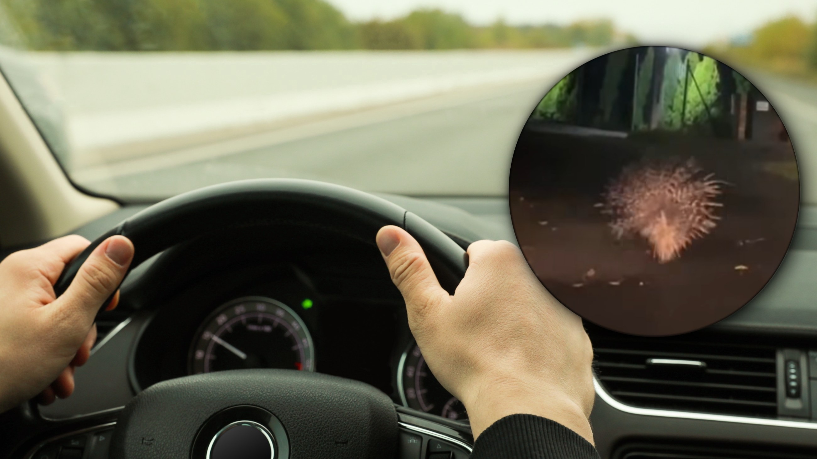 Film z Dolnego Śląska hitem sieci. Kierowca nie wierzył własnym oczom