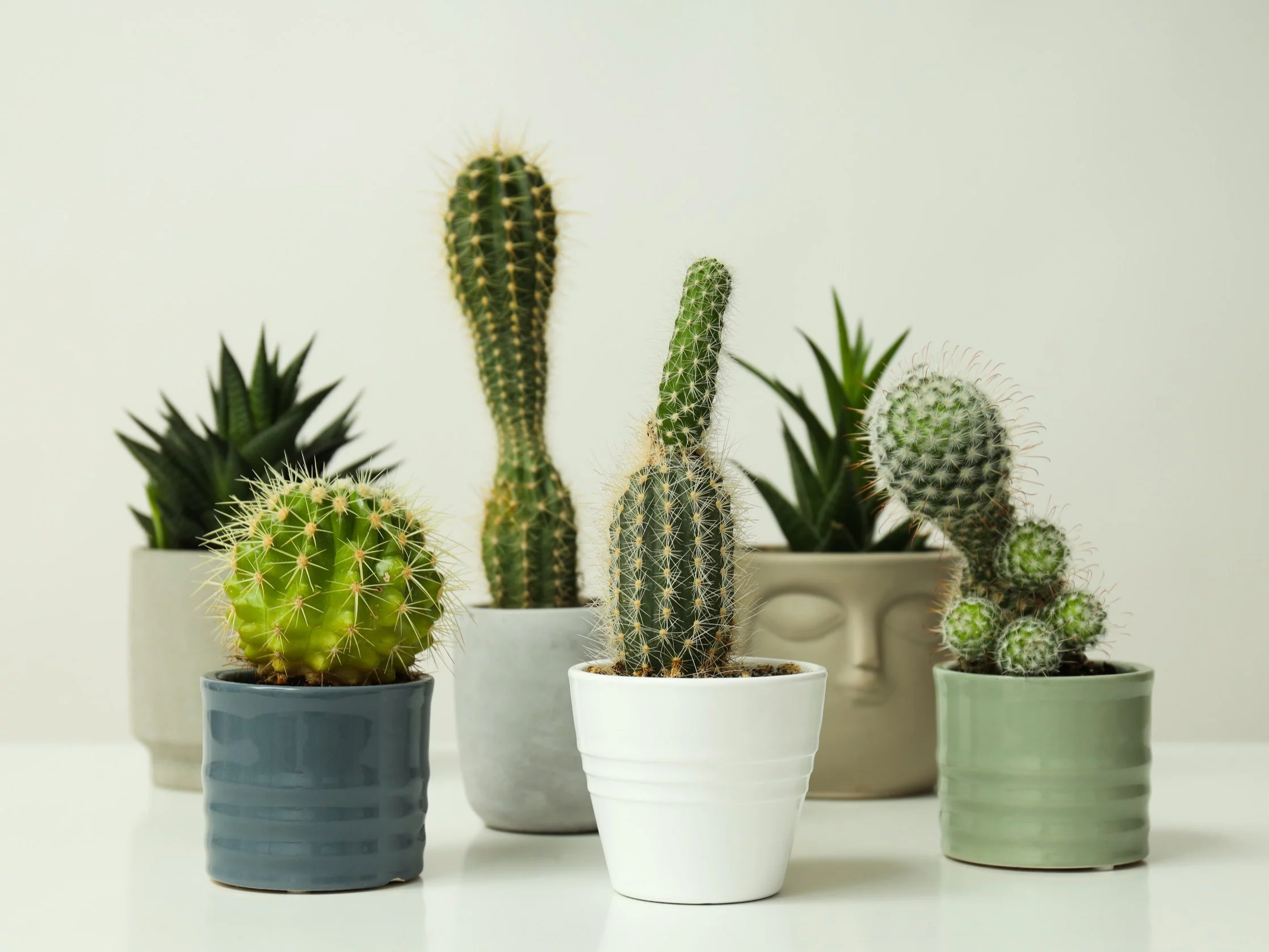 Kaktus czy sukulent? Ta różnica decyduje, czy roślina przeżyje w Twoim domu