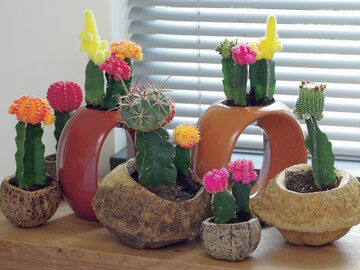 Kaktusy kwitnące