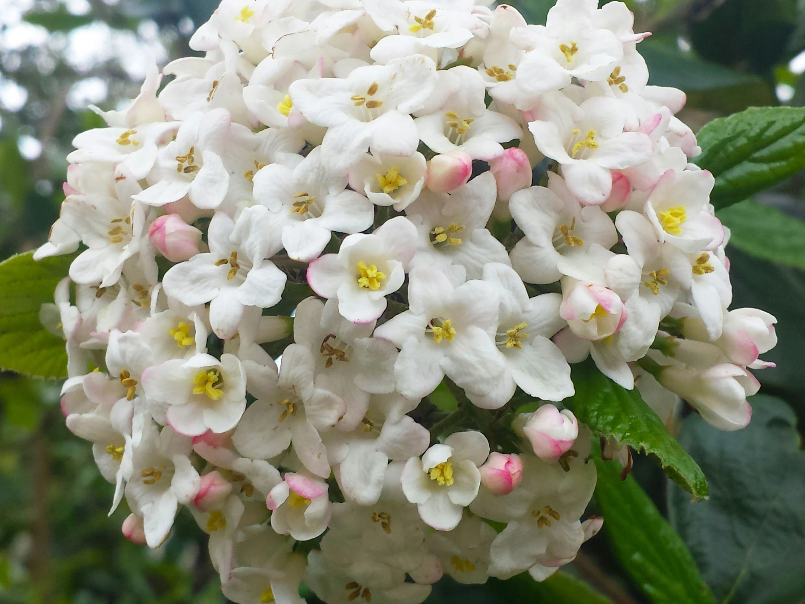 Kalina hordowina (Viburnum lantana) w okresie owocowania. Czerwone owoce stopniowo ciemnieją, a jesienią krzew dodatkowo zachwyca przebarwiającymi się liśćmi