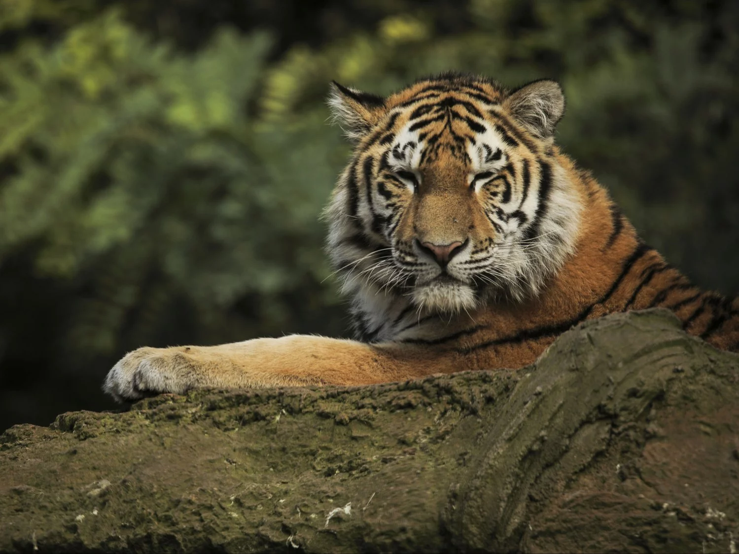 Tygrys syberyjski, zdjęcie ilustracyjne