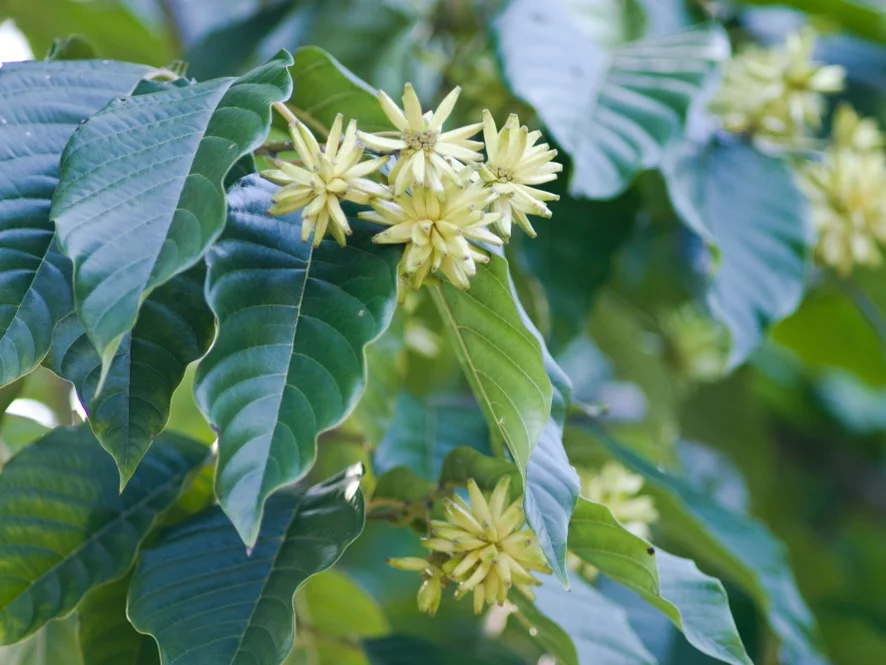 Camptotheca acuminata (drzewo życia, drzewo na raka)