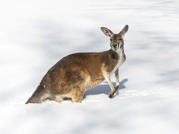 Kangur na śniegu
