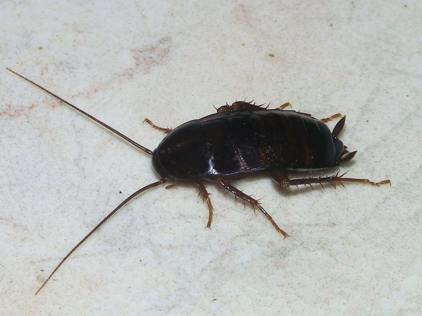 Karaluch