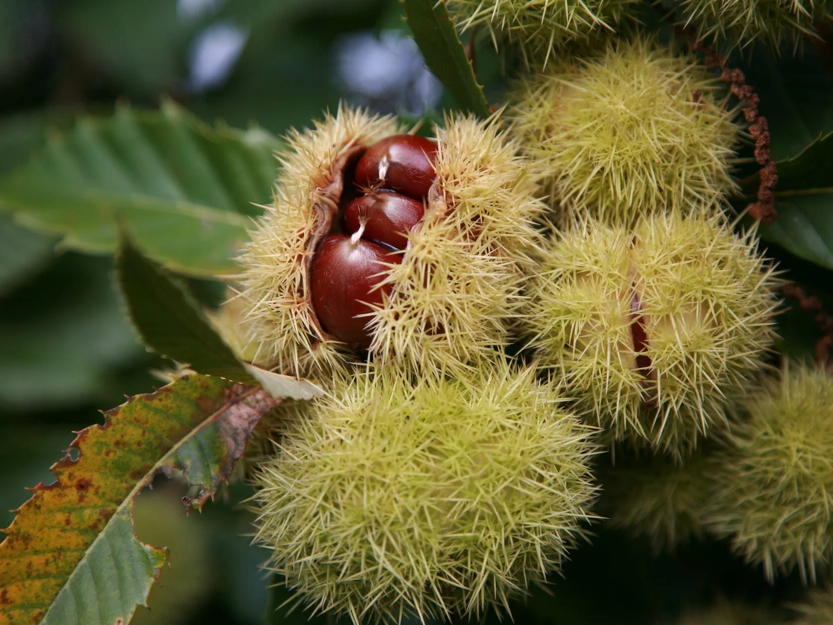 Sweet Chestnuts on the Tree