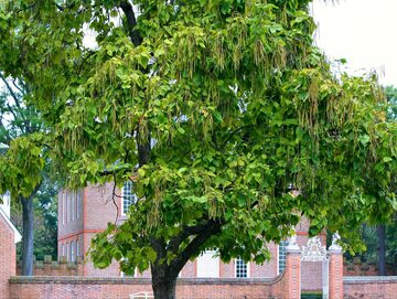 Katalpa, w zależności od sposobu prowadzenia, może wyrosnąć na potężne drzewo lub drzewko o dekoracyjnej, kulistej lub parasolowatej koronie