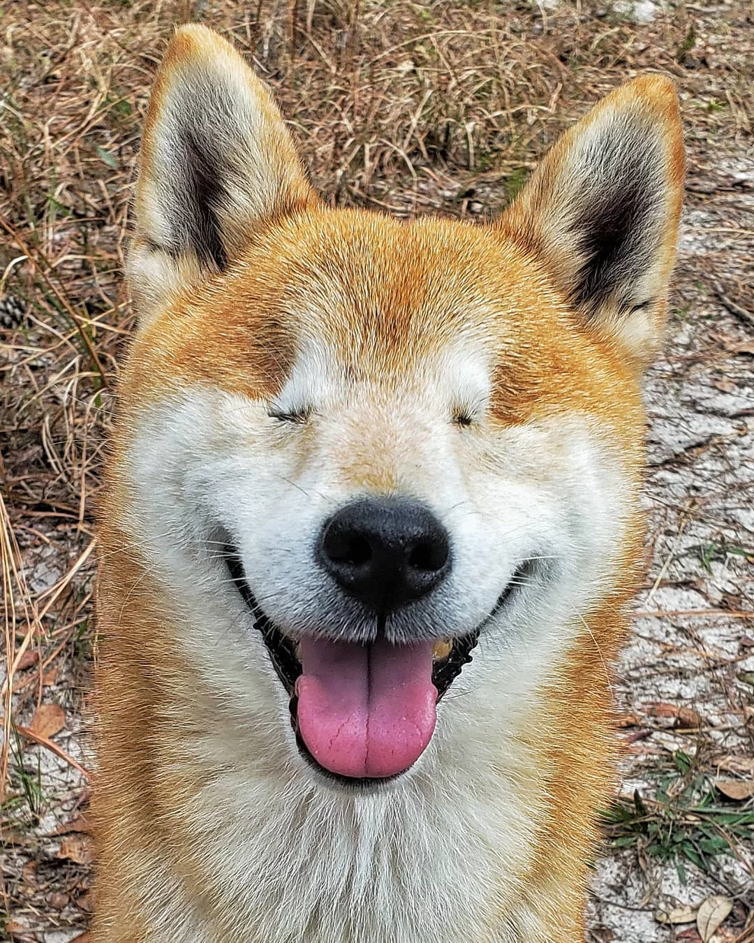 Katana podczas wyprawy