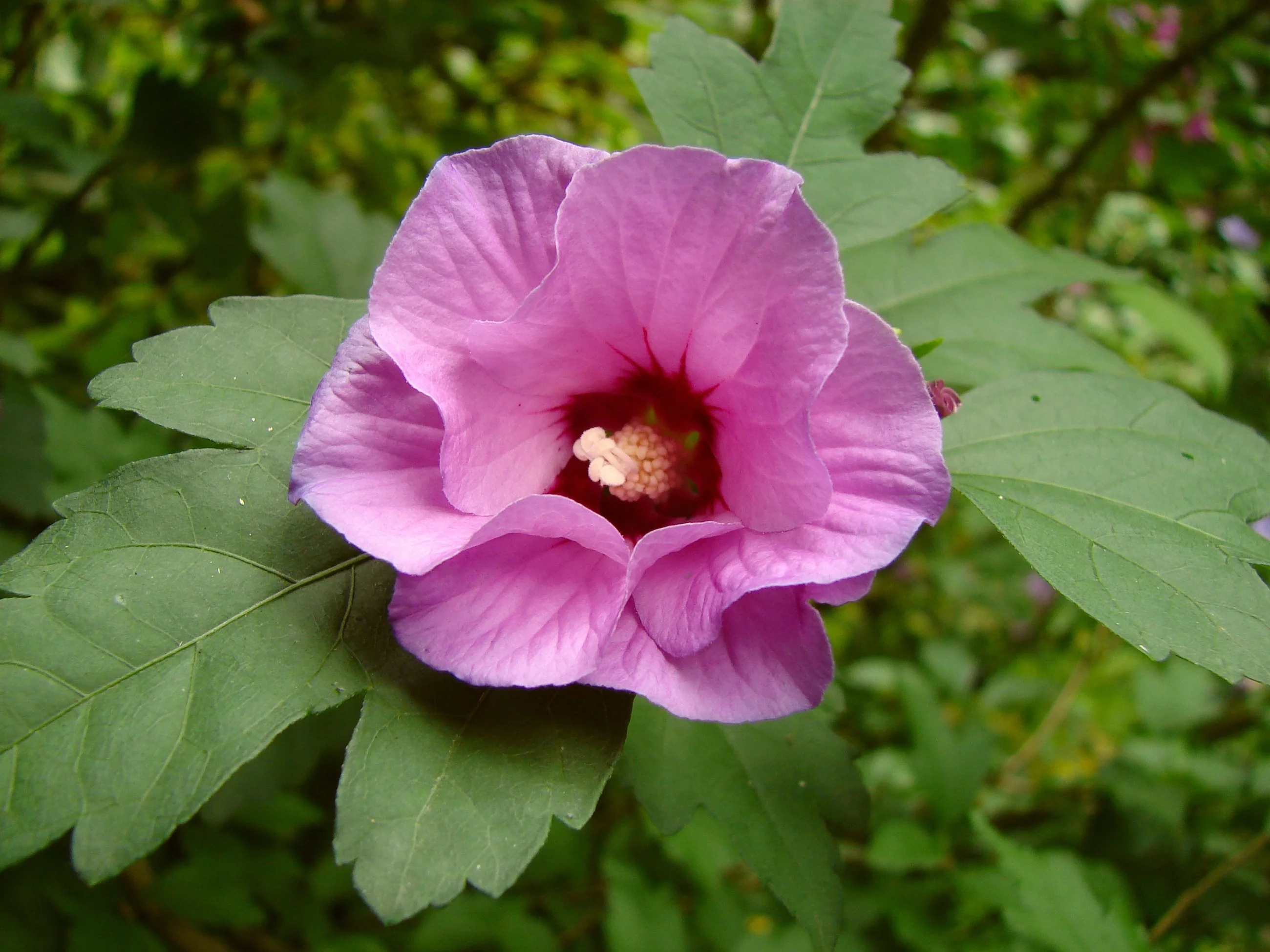 Katmia syryjska (Hibiscus syriacus)