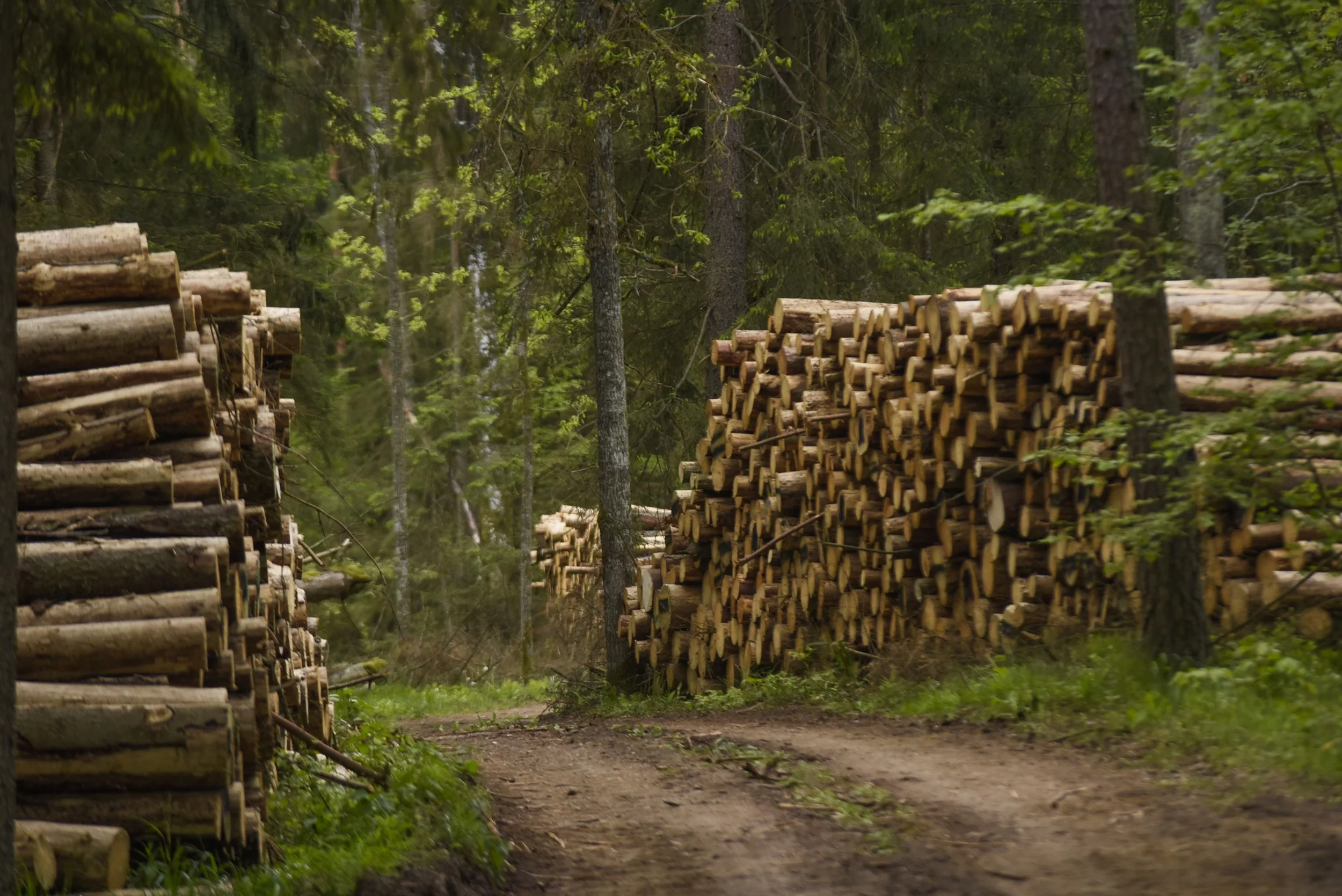 Wycinka Puszczy Białowieskiej, maj 2017