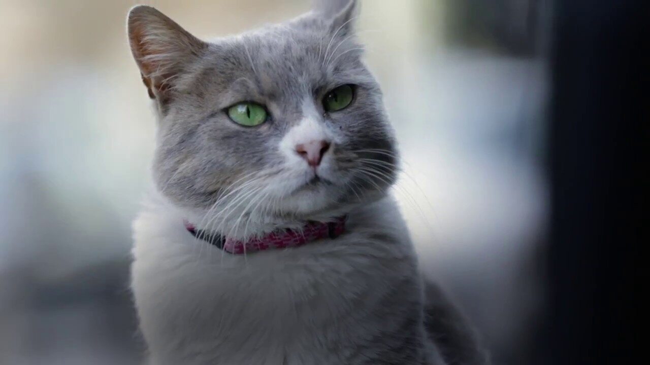 KEDI – fenomenalny dokument o stambulskich kotach najchętniej oglądanym filmem dokumentalnym w 2017 roku!