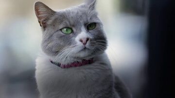 KEDI – fenomenalny dokument o stambulskich kotach najchętniej oglądanym filmem dokumentalnym w 2017 roku!