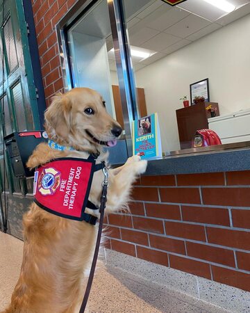 kerith_the_golden_retriever