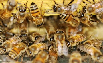 Kiedy pszczoły wprowadzą się pod twój dach, wezwij pszczelarza, który przeniesie je w inne miejsce