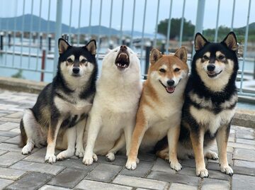 Kikko, Sasha, Momo, Hina