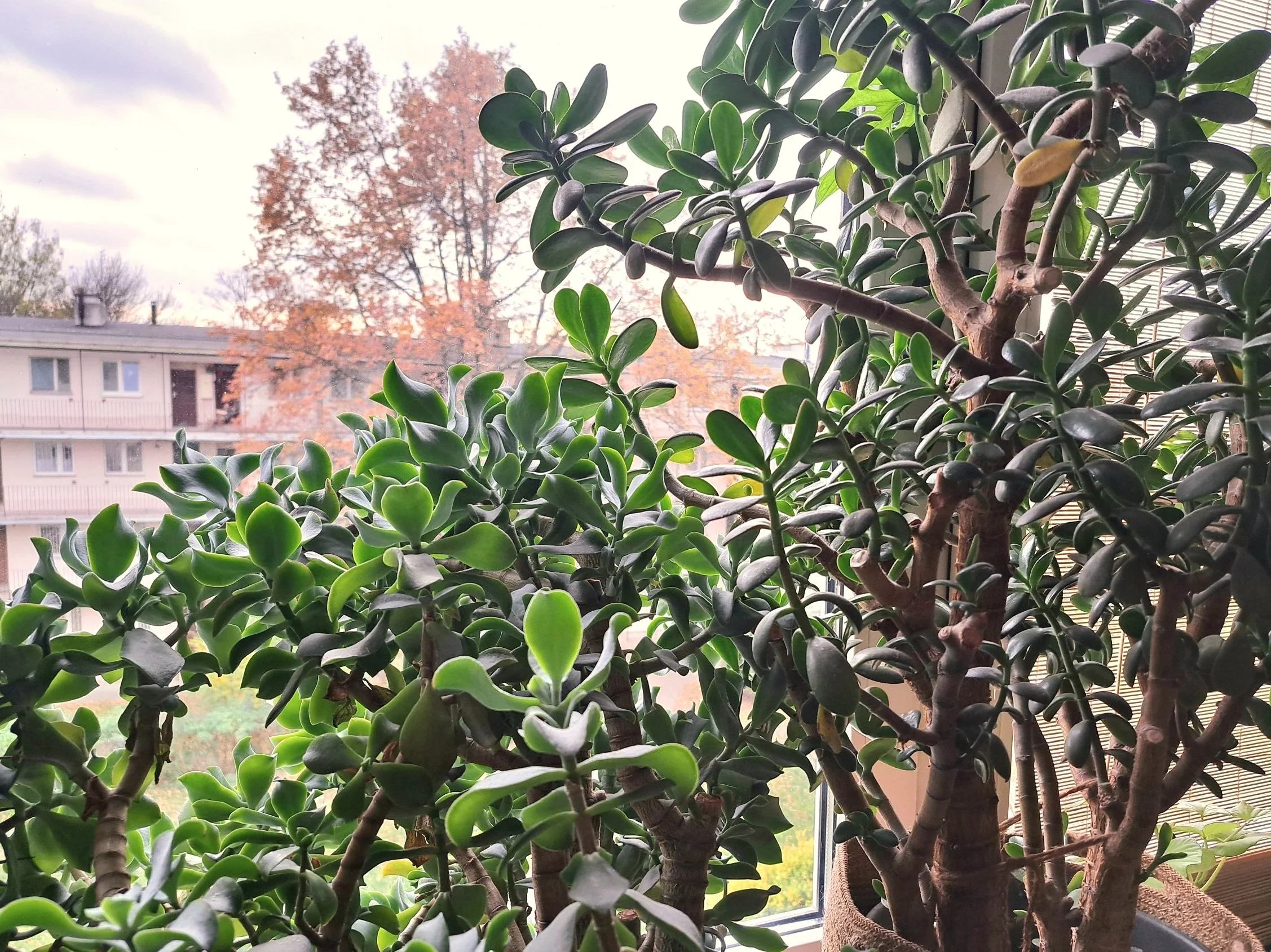 By drzewko szczęścia obsypało się listami, warto zastosować pewną sztuczkę