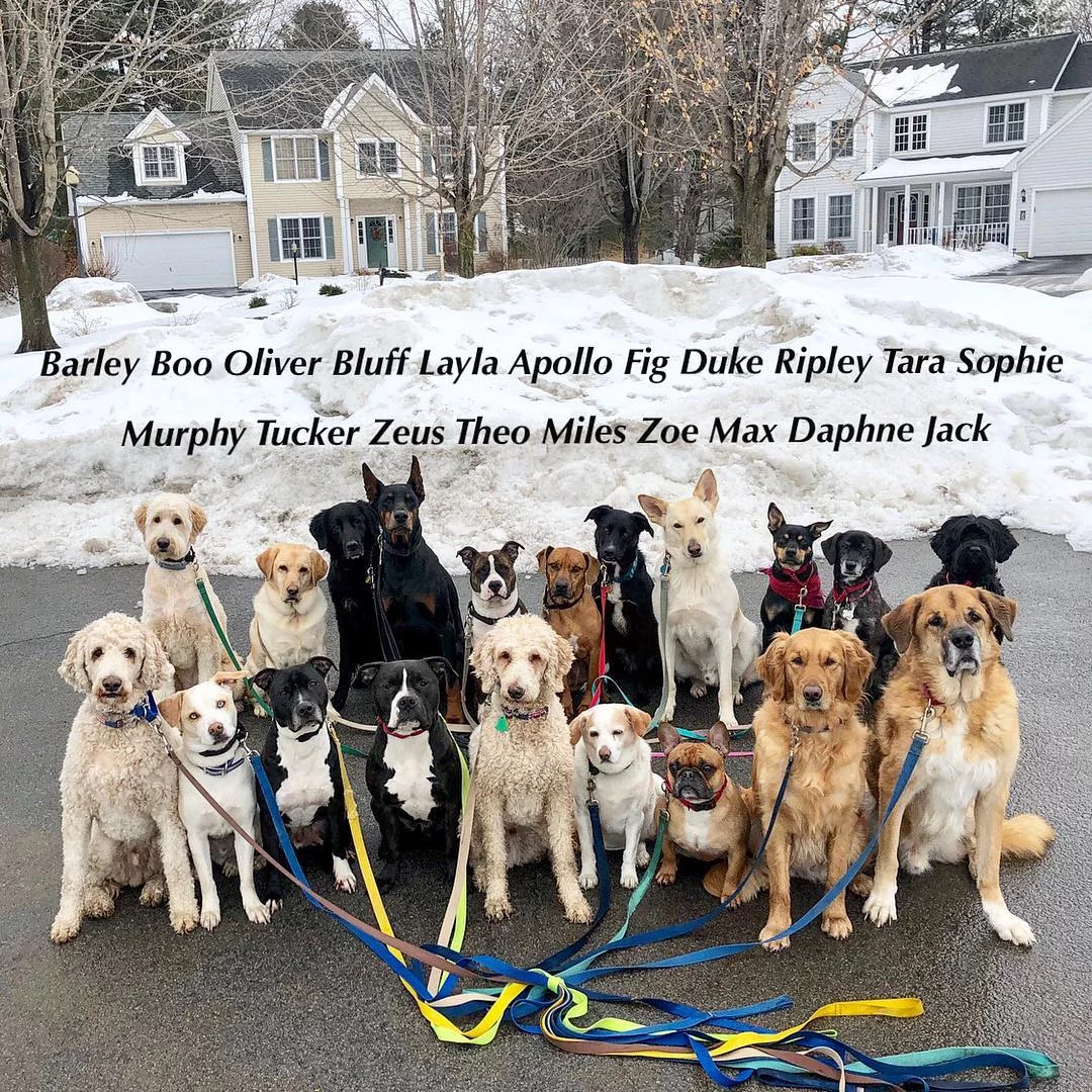 Saratoga Dog Walkers opiekują się psami