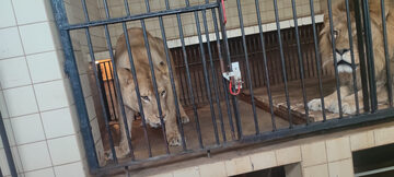 Klatka ze lwami w warszawskim zoo