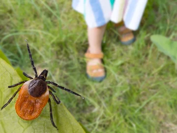 Kleszcz na trawie, zdjęcie podglądowe