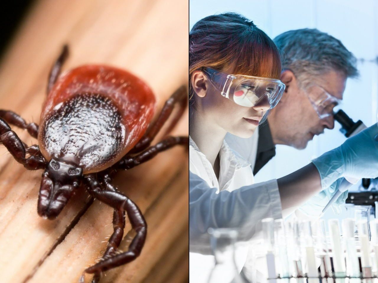 Kleszcze już nie będą zagrożeniem? Naukowcy z rewolucyjnym odkryciem