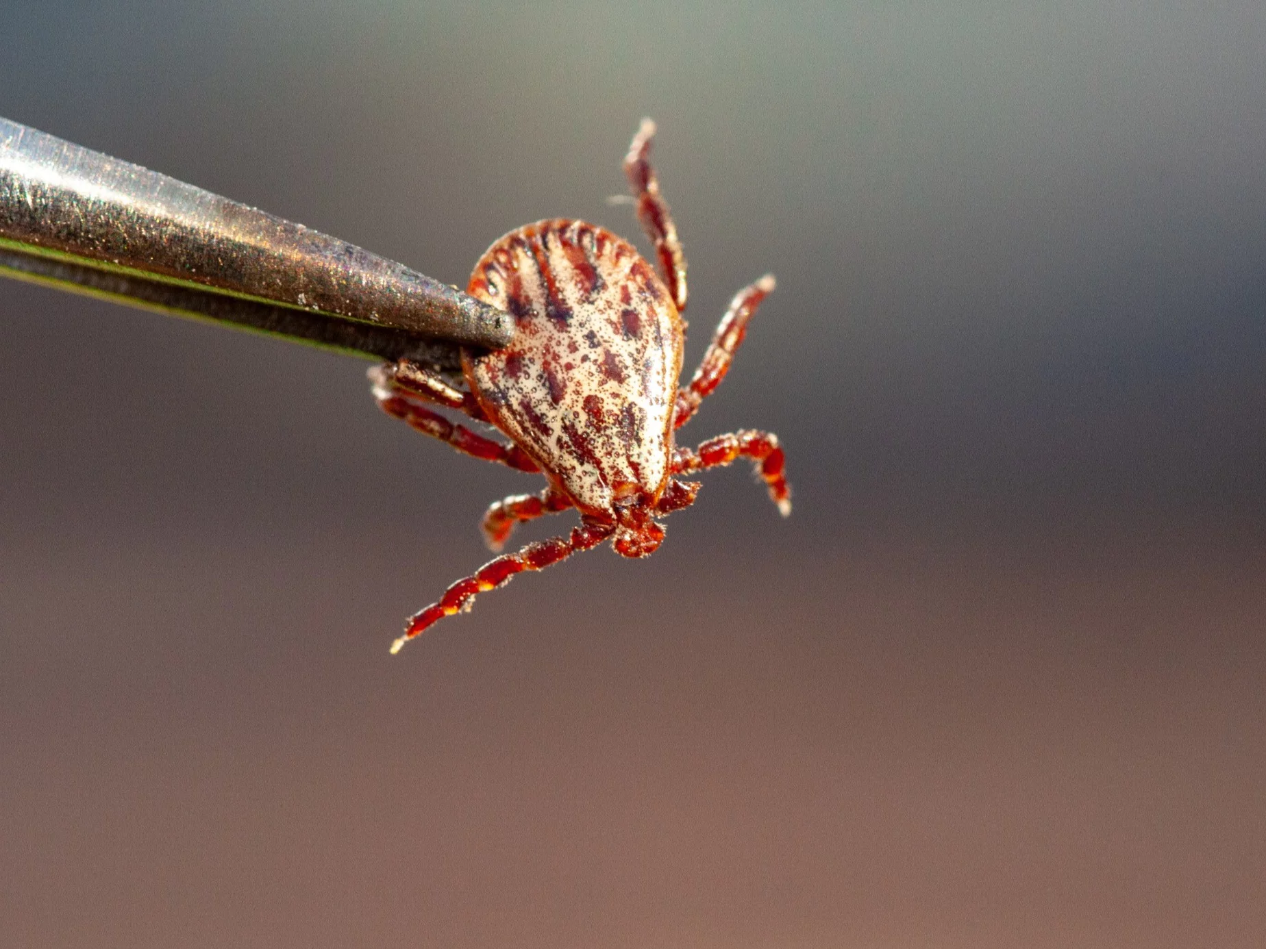 Kleszcze w domu? To możliwe. Jak się chronić?