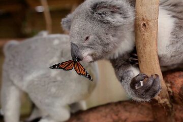 Koala Willow z motylem