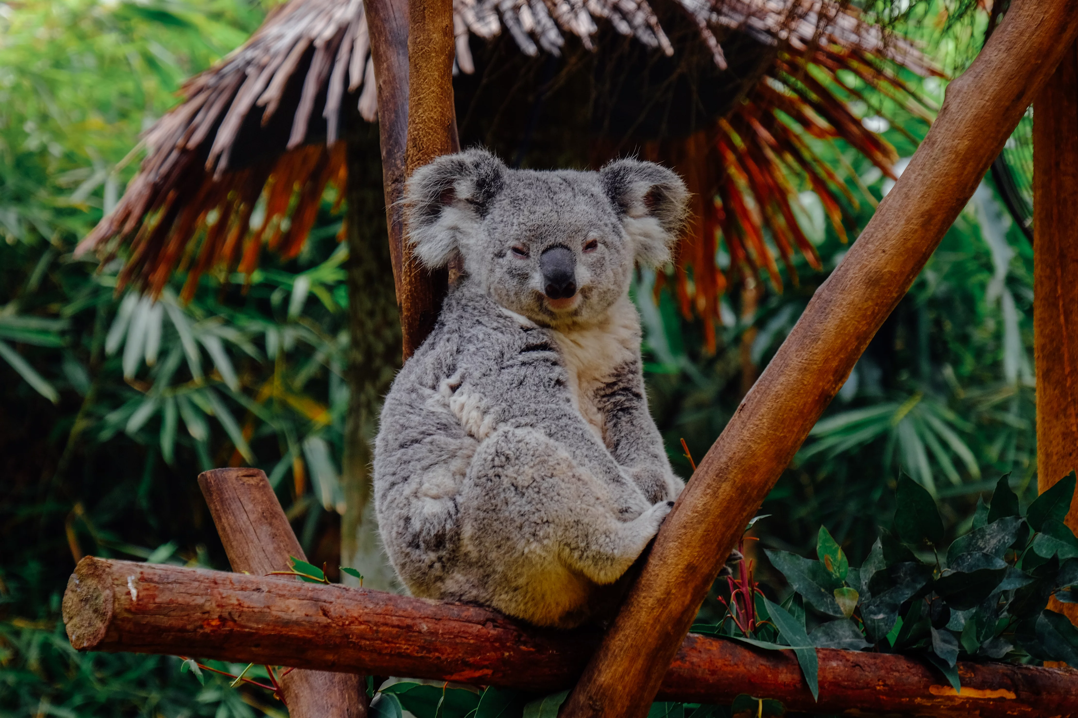 Koala, zdjęcie ilustracyjne