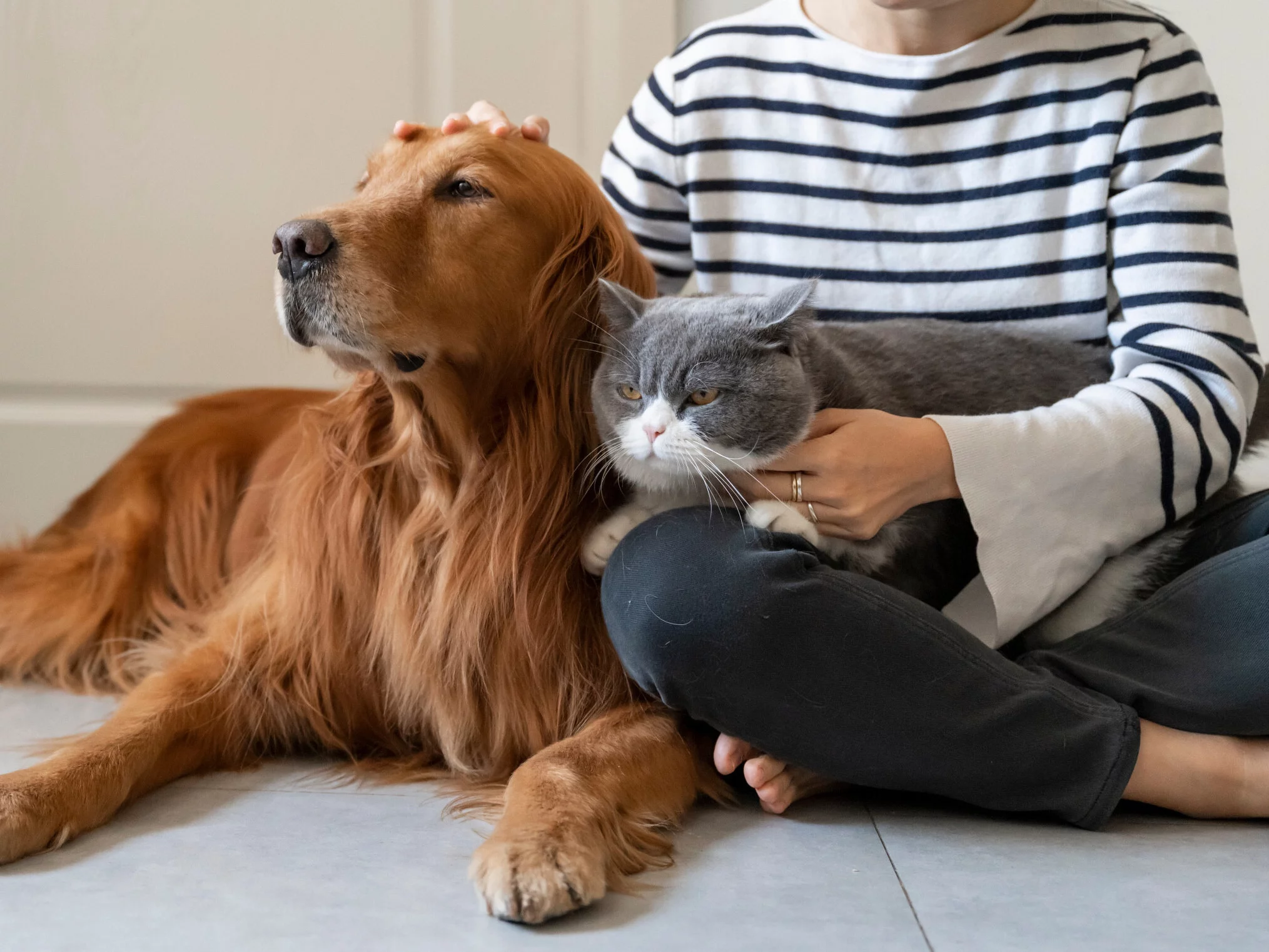 Kociarze pokonali psiarzy. Naukowcy wskazali, w czym są lepsi