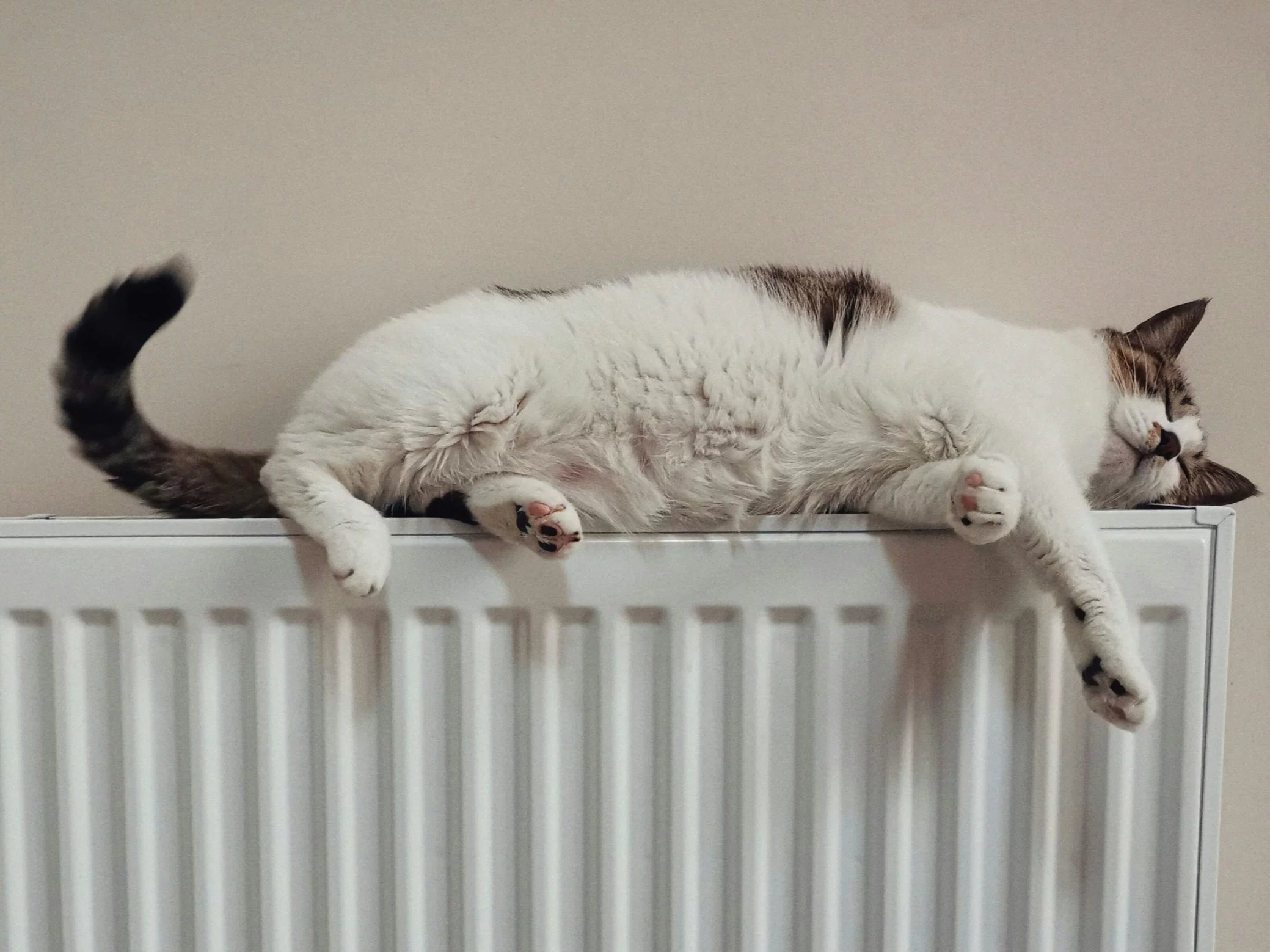 Jeden dźwięk mówi o kotach więcej nich ich miauknięcia. Nowe odkrycie naukowców