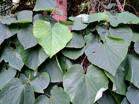 Kokornak wielkolistny (Aristolochia macrophylla)