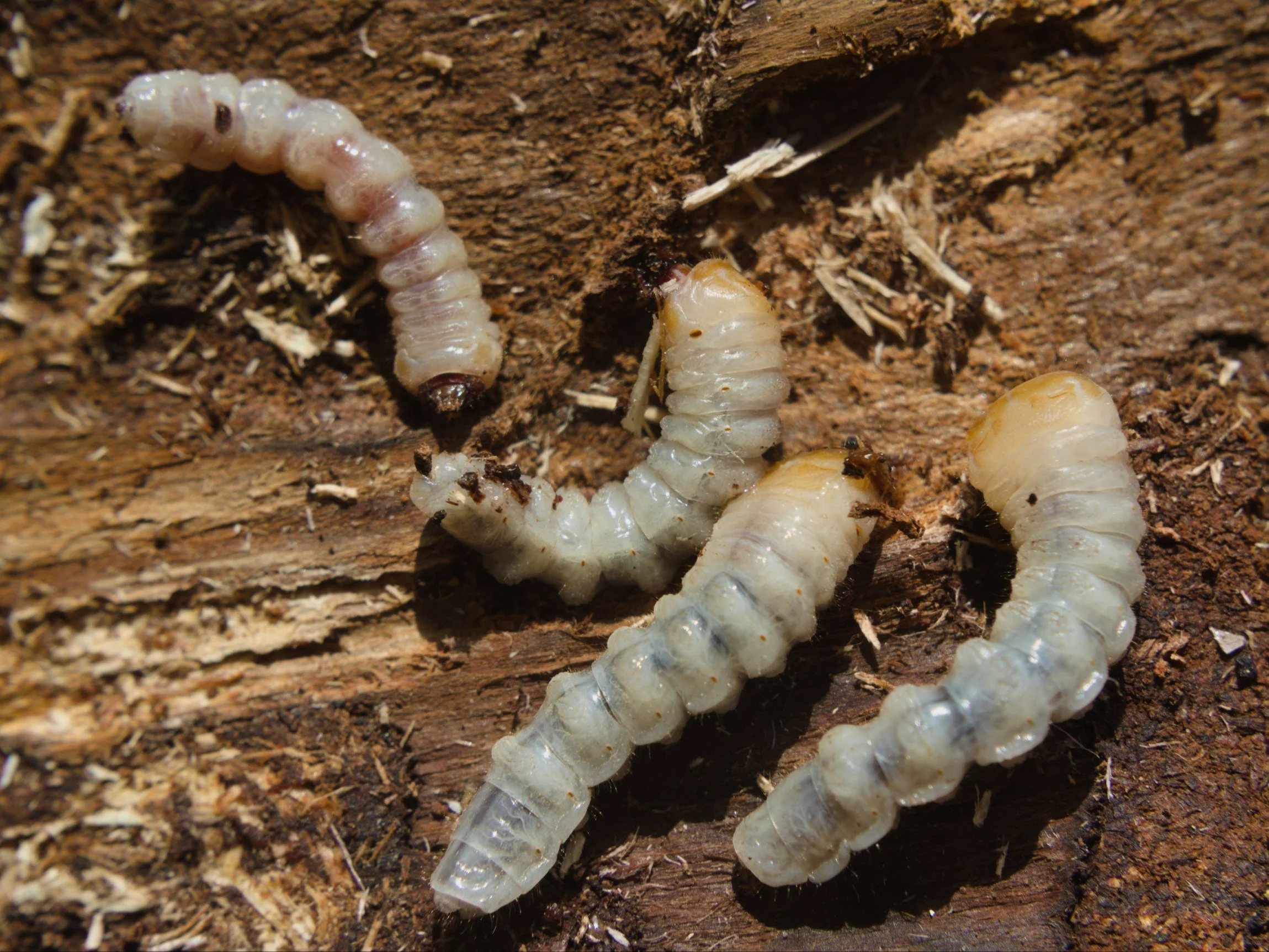 Kołatek domowy (Anobium punctatum) to niewielki chrząszcz, którego larwy mogą przez lata drążyć korytarze w drewnie