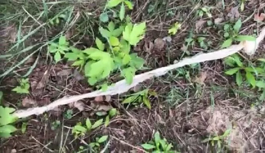 Wylinka znaleziona w Wawrze