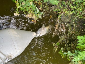 Kolejne śnięte ryby w Kanale Gliwickim