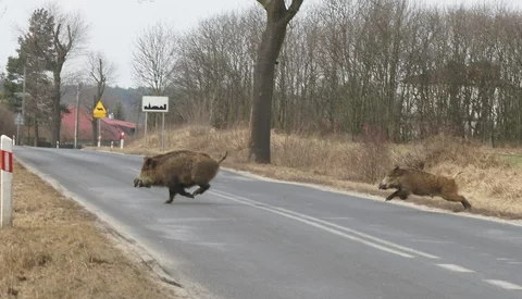 Zderzenie samochodu z dzikim zwierzęciem