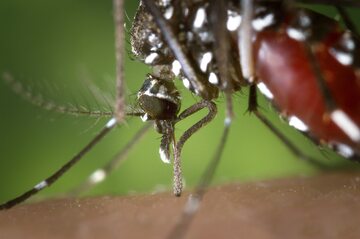 Komar tygrysi – zdjęcie ilustracyjne