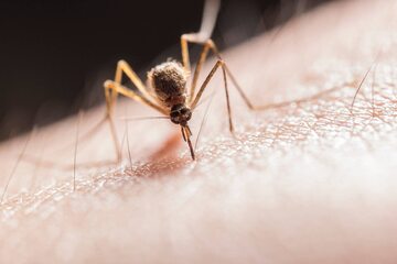 Komar, zdj. ilustracyjne